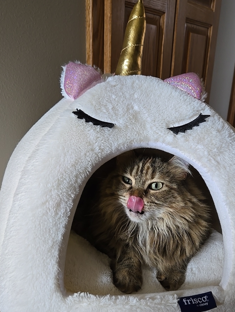 Cat Fun - Kitties No Sale Ad Only Cat SUPPORT TY! Live Show Req.